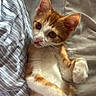 kitten, cat, orange_and_white, lying_down, bed, striped_fabric, curious, tongue_out, pet, cute, feline, fur, whiskers, paws, indoor, cozy, resting, young_animal, soft, sleepy