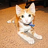 Gingy joined the competition — help win amazing prizes! kitten, cat, orange_and_white, bow_tie, carpet, indoor, pet, cute, small, young, animal, feline, curious, looking, front_paws, ears, whiskers, collar, domestic, playful