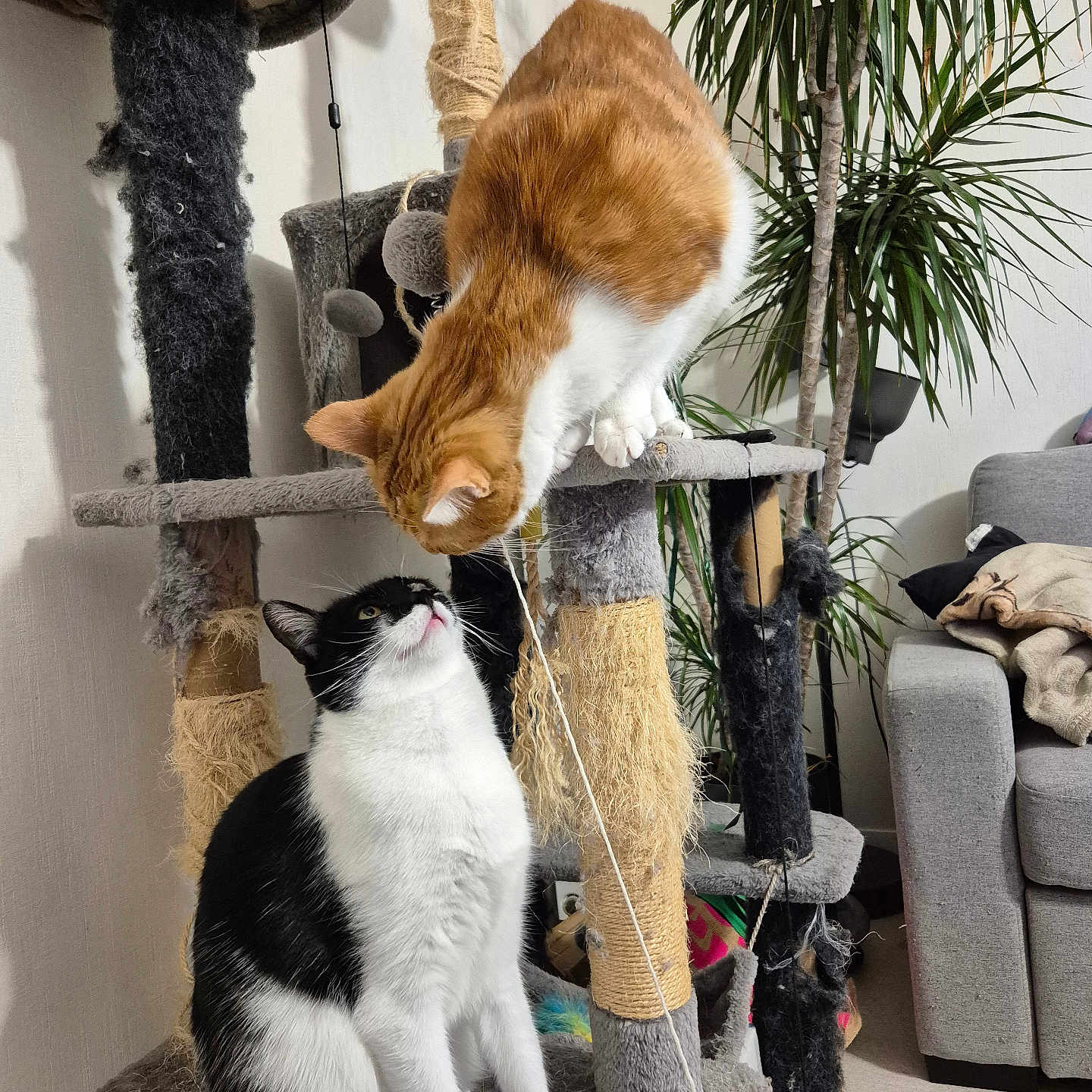 Simba Et Nala