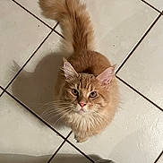 Zouzou a rejoint le concours — aidez-le/la à gagner de superbes lots ! animal, cat, close_up, curious, cute, domestic_cat, ears, feline, floor, fluffy, fur, indoor, looking_up, mammal, orange_cat, pet, shadow, tail, tile_floor, whiskers