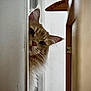 Zouzou a rejoint le concours — aidez-le/la à gagner de superbes lots ! animal, cat, closeup, curiosity, curious, cute, ears, feline, fluffy, ginger_cat, home, indoor, looking, narrow_space, peeking, pet, portrait, soft_light, wall, whiskers