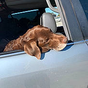 Moto joined the competition — help win amazing prizes! animal, canine, car, car_exterior, carmirror, chair, cushion, dog, furniture, headrest, homedecor, hound, labradorretriever, person, pet, pointer, puppy, sleeping, transportation, vehicle