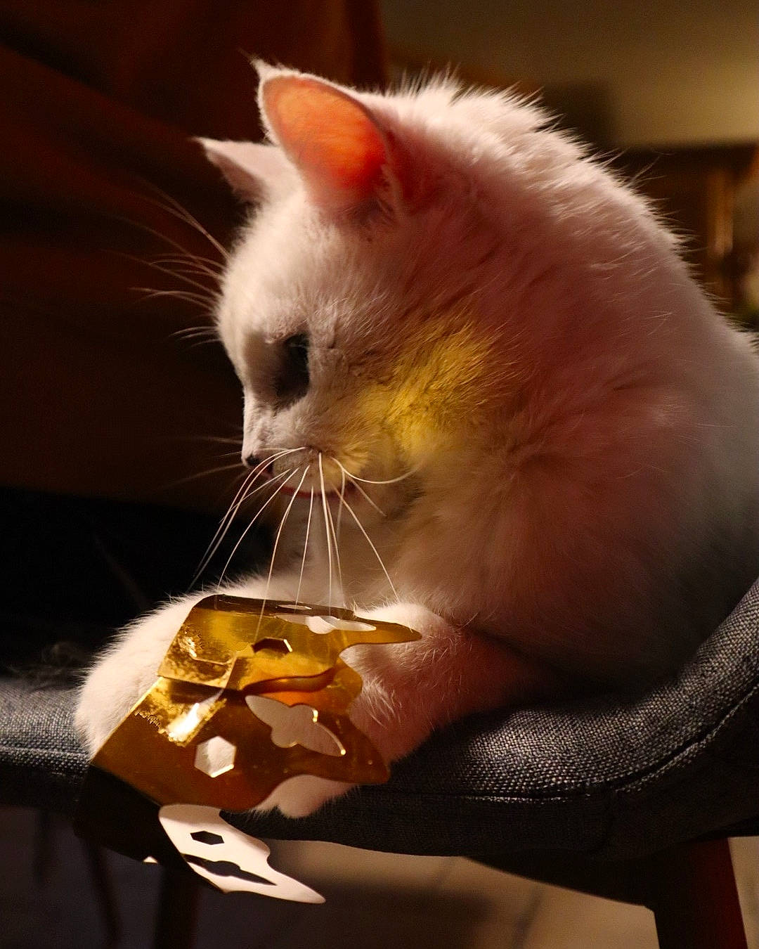 Minou participe au concours pour gagner de l'argent avec cette photo : carnivore, cat, claw, ear, felidae, fur, paw, small_to_medium_sized_cats, snout, tail, whiskers, window