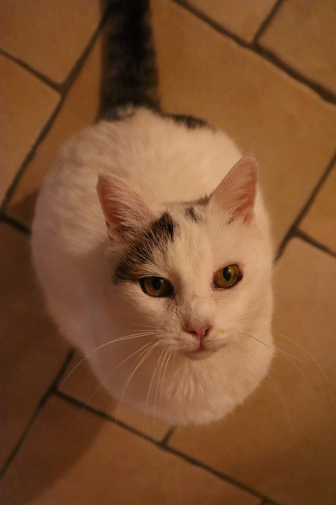 Minou participe au concours pour gagner de l'argent avec cette photo : carnivore, cat, comfort, domestic_short_haired_cat, eye, fawn, felidae, flooring, fur, hardwood, paw, small_to_medium_sized_cats, snout, tail, tile_flooring, whiskers, wood