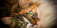 Mia a rejoint le concours — aidez-le/la à gagner de superbes lots ! animal, calico_cat, cat, close_up, cute, detail, domestic_cat, face, feline, focused, fur, green_eyes, indoor, lying_down, muzzle, pet, portrait, relaxed, soft_light, whiskers