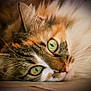 animal, calico_cat, cat, close_up, cute, detail, domestic_cat, face, feline, focused, fur, green_eyes, indoor, lying_down, muzzle, pet, portrait, relaxed, soft_light, whiskers