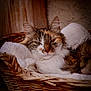 Mia participe au concours pour gagner de l'argent avec cette photo : animal, basket, blanket, calico_cat, cat, closeup, comfort, cozy, cute, ears, feline, fur, indoor, pet, relaxed, resting, sleepy, soft, whiskers, wicker