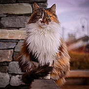 Mia participe au concours pour gagner de l'argent avec cette photo : animal, calico, cat, cute, eyes, feline, fluffy, fur, long_hair, majestic, mammal, nature, outdoor, pet, portrait, sitting, stone_wall, tail, watchful, whiskers