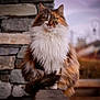 animal, calico, cat, cute, eyes, feline, fluffy, fur, long_hair, majestic, mammal, nature, outdoor, pet, portrait, sitting, stone_wall, tail, watchful, whiskers