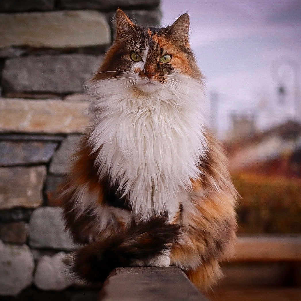 Mia