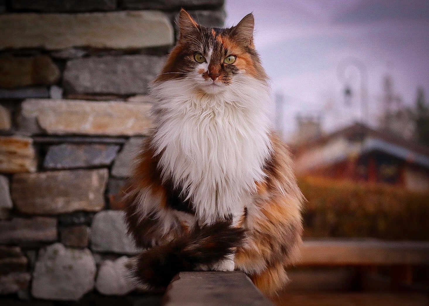Mia