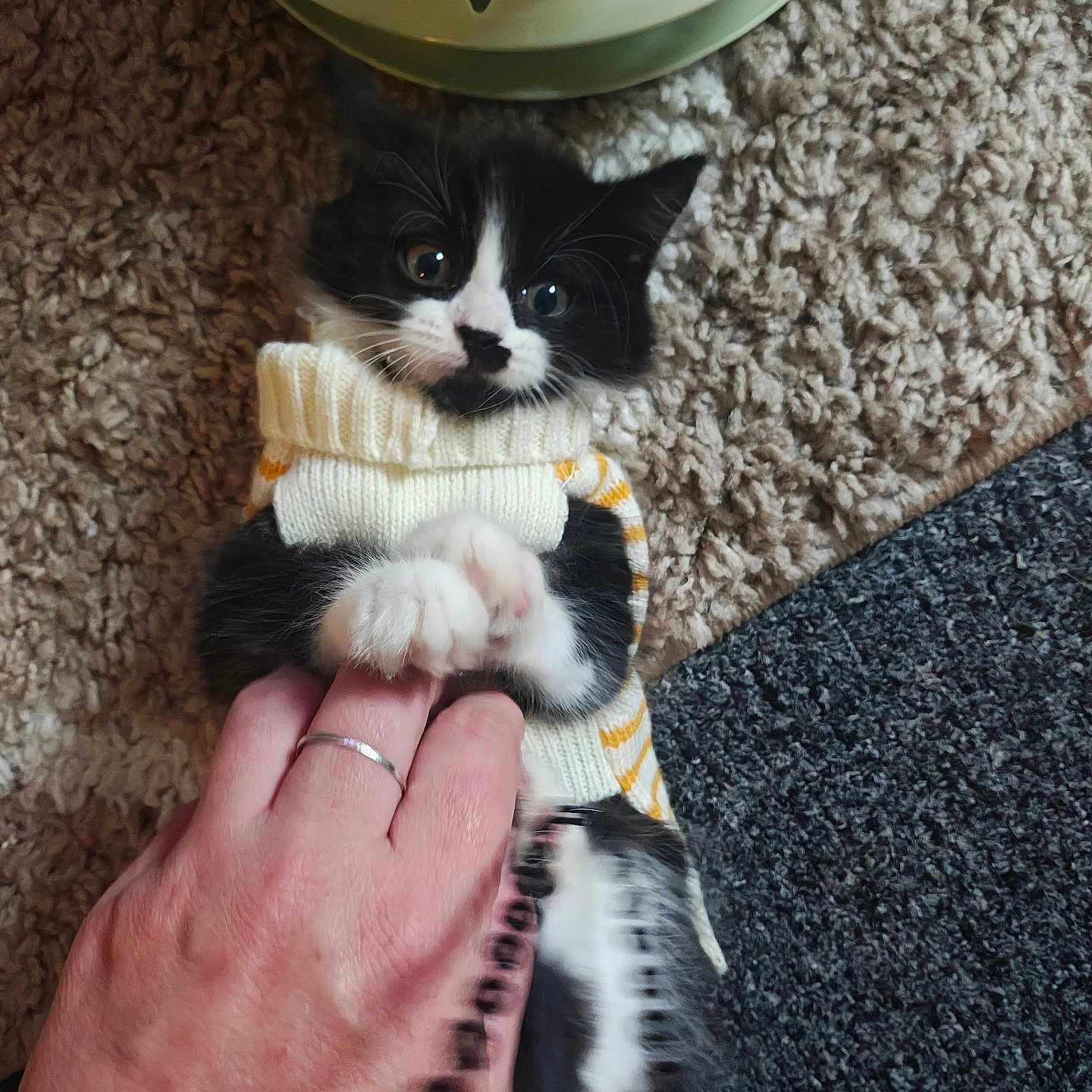 Kimchi is registered to the contest to win money with this photo: animal, black_and_white, carpet, cat, cozy, cute, fingertip, hand, indoor, kitten, paw, person, pet, playful, small, striped, sweater, texture, toy, young