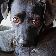 Peanut is registered to the contest to win money with this photo: animal, black_dog, blanket, brown_eyes, close_up, companion_animal, cozy, curled_up, cute, dog, floppy_ears, indoor, looking_at_camera, lying_down, pet, photography, portrait, puppy, short_hair, soft_fur