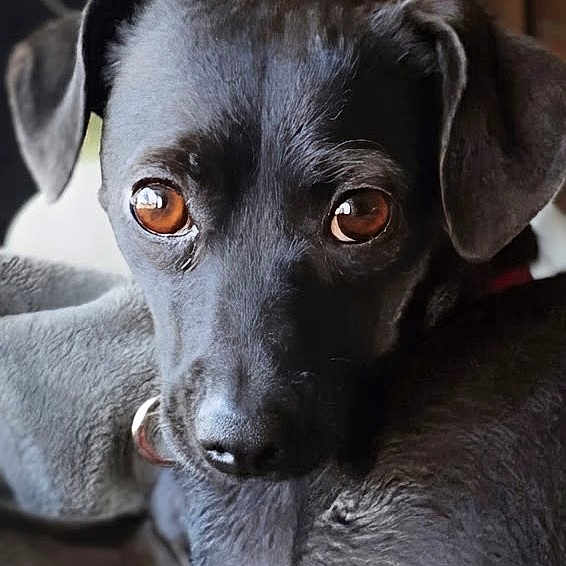 Peanut