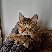 Mao Jun participe au concours pour gagner de l'argent avec cette photo : abyssinian, animal, armchair, blanket, cat, chair, couch, cushion, egyptiancat, furniture, homedecor, kitten, manx, ocelot, person, pet, sleeping