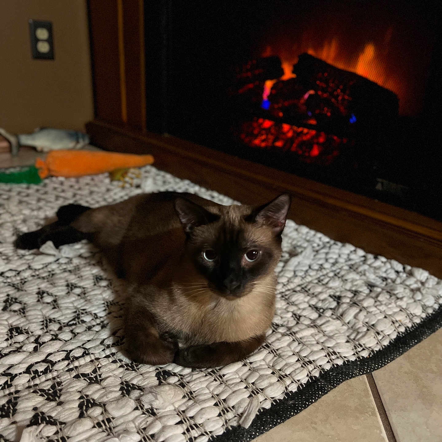 Dexter joined the competition — help win amazing prizes! animal, architecture, building, canine, cat, cushion, dog, fire, fireplace, furniture, hearth, homedecor, indoors, interiordesign, kitten, livingroom, pet, room, rug, siamese