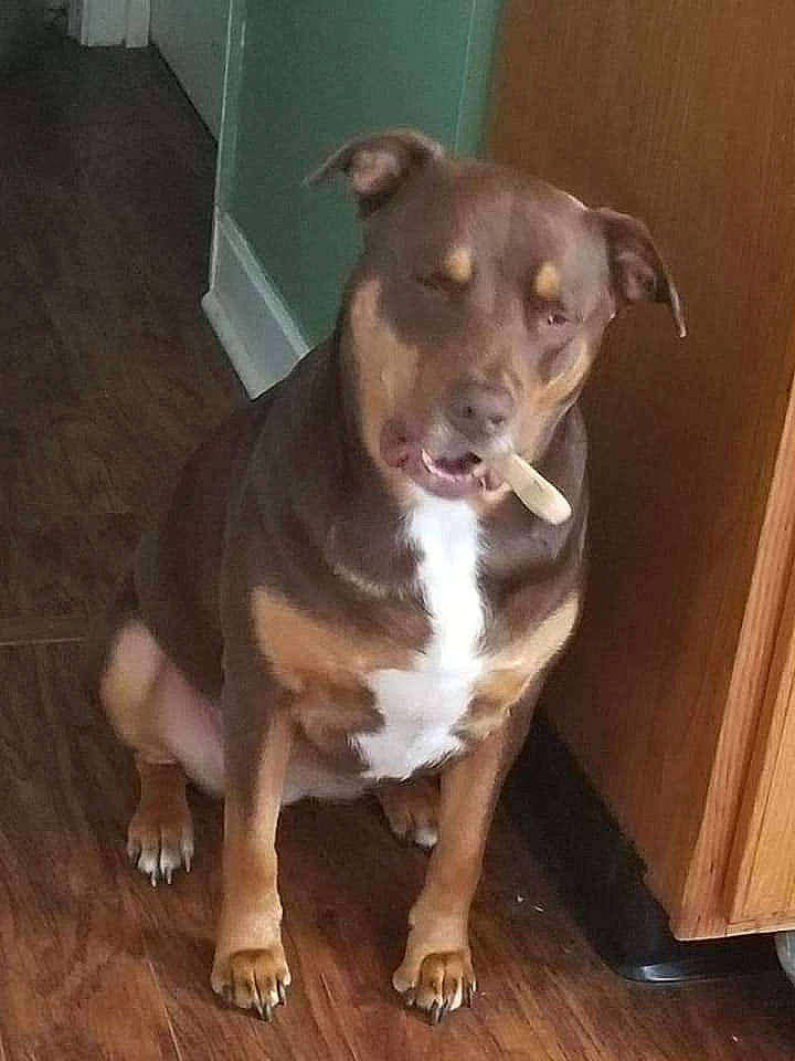 Molly Girl joined the competition — help win amazing prizes! american_pit_bull_terrier, american_staffordshire_terrier, canidae, carnivore, dog, dog_breed, fawn, mammal, non_sporting_group, nose, pit_bull, rare_breed_dog, snout, sporting_group, staffordshire_bull_terrier