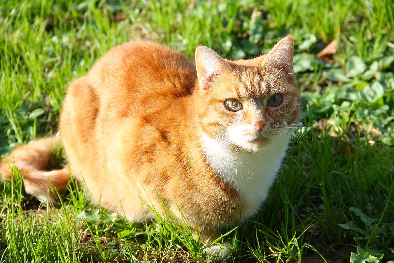 Fripouille participe au concours pour gagner de l'argent avec cette photo : aegean_cat, american_wirehair, carnivore, cat, domestic_short_haired_cat, european_shorthair, fawn, felidae, german_rex, grass, lawn, mammal, plant, small_to_medium_sized_cats, tabby_cat, whiskers, wild_cat, wildlife