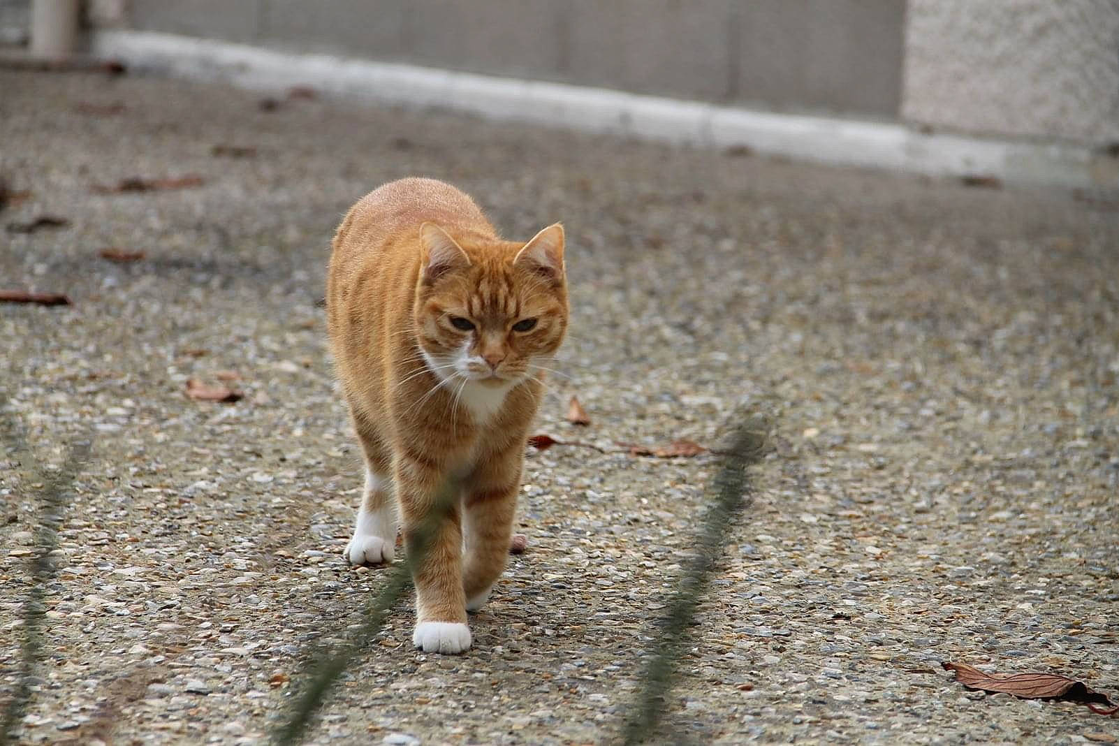 Fripouille participe au concours pour gagner de l'argent avec cette photo : aegean_cat, arabian_mau, carnivore, cat, cobblestone, domestic_short_haired_cat, european_shorthair, fawn, felidae, flooring, mammal, polydactyl_cat, road, road_surface, small_to_medium_sized_cats, snout, street, tabby_cat, tail, whiskers