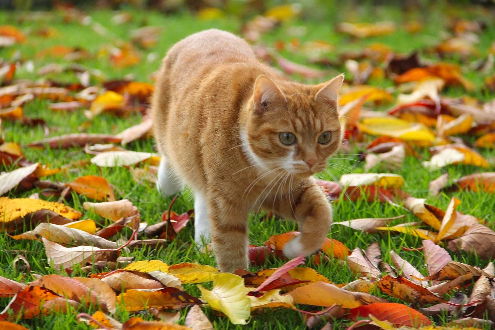 Fripouille a rejoint le concours — aidez-le/la à gagner de superbes lots ! autumn, carnivore, cat, domestic_short_haired_cat, european_shorthair, fawn, felidae, grass, kitten, leaf, mammal, plant, rusty_spotted_cat, small_to_medium_sized_cats, tabby_cat, whiskers, wild_cat, wildlife