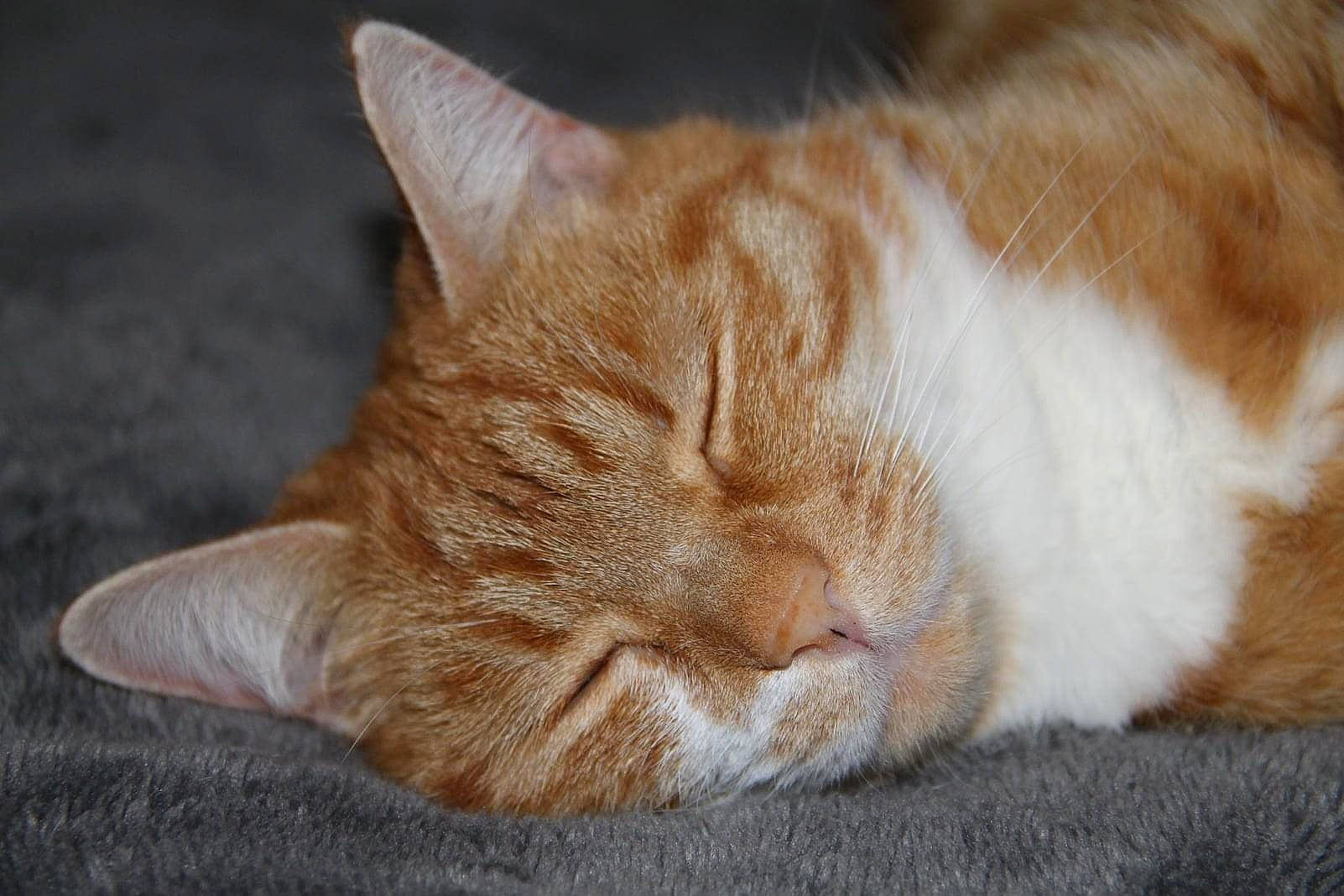 Fripouille participe au concours pour gagner de l'argent avec cette photo : aegean_cat, carnivore, cat, claw, close_up, domestic_short_haired_cat, european_shorthair, fawn, felidae, fur, kitten, mammal, nap, nose, polydactyl_cat, sleep, small_to_medium_sized_cats, snout, tabby_cat, whiskers