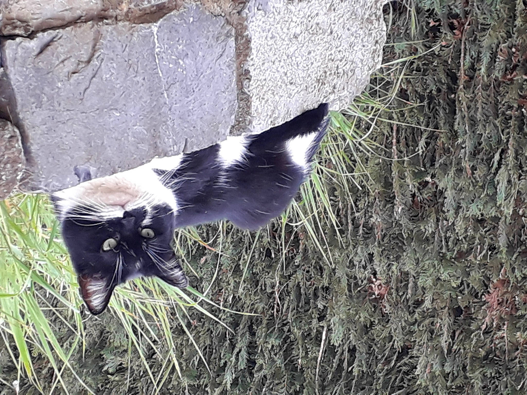 Bouchette a rejoint le concours — aidez-le/la à gagner de superbes lots ! canidae, carnivore, cat, dog_breed, felidae, fur, grass, pasture, plant, small_to_medium_sized_cats, snout, soil, sporting_group, tail, terrestrial_animal, tree, trunk, twig, whiskers, wood