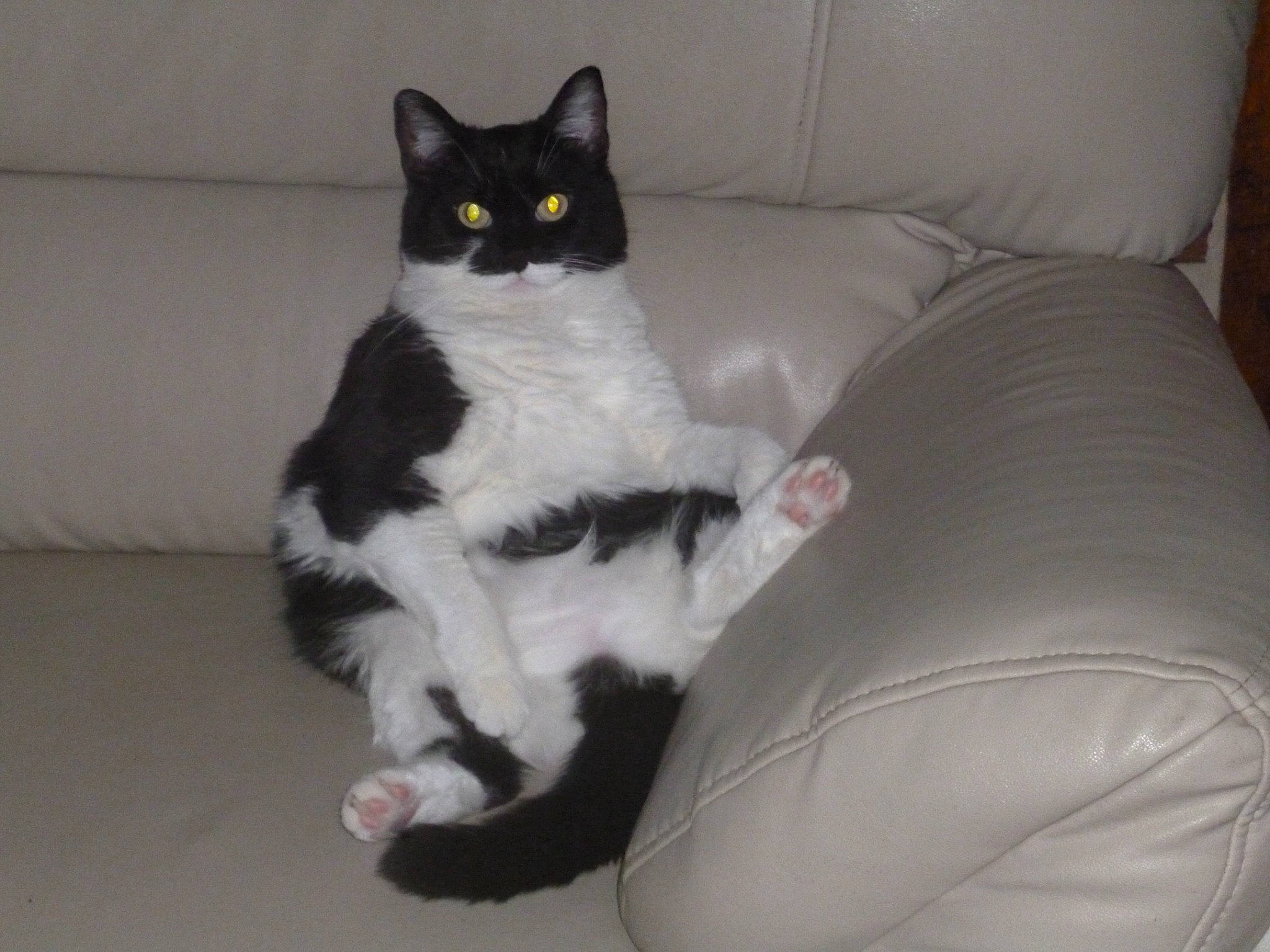 Bouchette participe au concours pour gagner de l'argent avec cette photo : black_cat, carnivore, cat, cat_supply, comfort, couch, domestic_short_haired_cat, felidae, flooring, foot, formal_wear, fur, lap, paw, sitting, small_to_medium_sized_cats, snout, tail, terrestrial_animal, whiskers