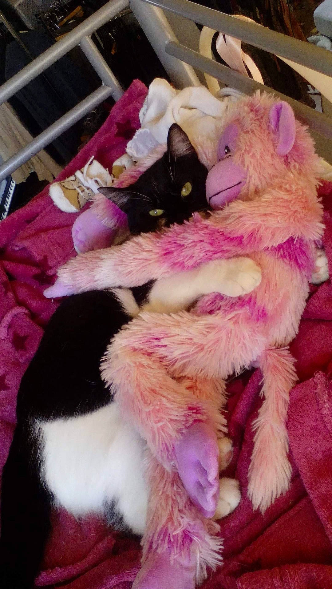 Bouchette a rejoint le concours — aidez-le/la à gagner de superbes lots ! canidae, carnivore, cat, claw, comfort, companion_dog, dog_breed, event, fawn, felidae, fur, magenta, paw, pink, purple, small_to_medium_sized_cats, stuffed_toy, tail, toy, whiskers