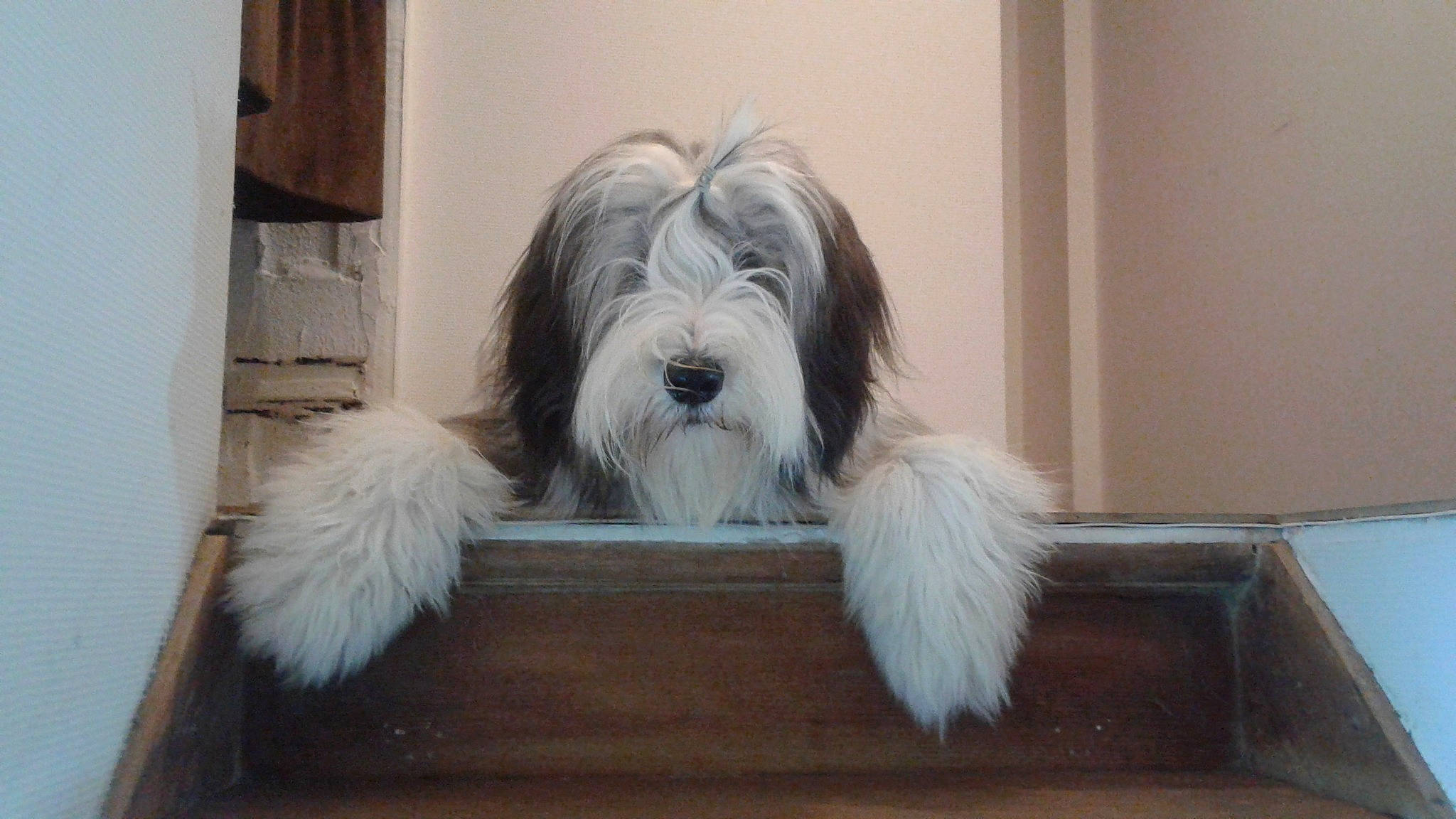 Basil participe au concours pour gagner de l'argent avec cette photo : canidae, carnivore, companion_dog, dog, dog_breed, flooring, fur, hardwood, liver, maltepoo, non_sporting_group, small_terrier, sporting_group, terrier, toy_dog, water_dog, wood, working_animal