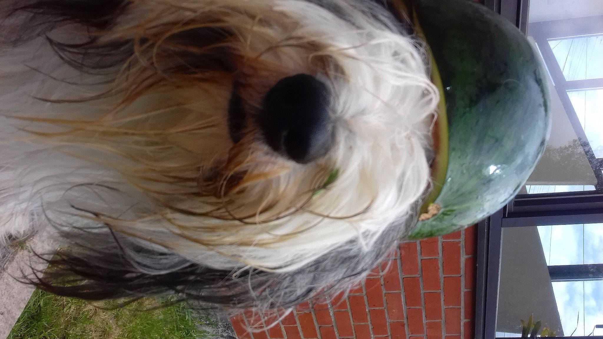 Basil a rejoint le concours — aidez-le/la à gagner de superbes lots ! canidae, carnivore, circle, companion_dog, dog, dog_breed, dog_collar, dog_supply, fur, grass, non_sporting_group, pet_supply, small_terrier, snout, sporting_group, terrier, thread, toy_dog, whiskers, working_animal