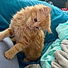 Calcifer is registered to the contest to win money with this photo: kitten, cat, orange_cat, fluffy, cute, pet, indoor, blanket, cushion, fur, head_tilt, curious, young_animal, paw, cozy, domestic_cat, feline, soft_texture, resting, animal