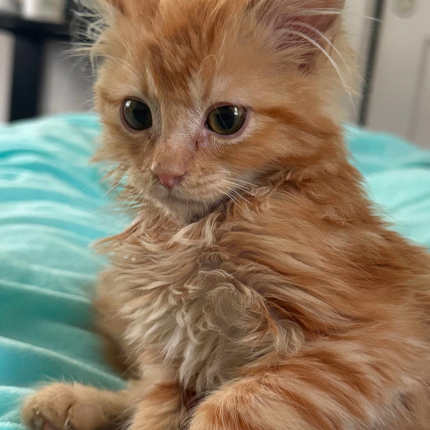 Calcifer