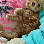 Calcifer is registered to the contest to win money with this photo: kitten, cat, orange_tabby, fluffy, pet, animal, cute, sleeping, blanket, soft, cozy, indoor, resting, feline, young, fur, small, relaxed, comfort, cute_pet