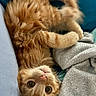 Calcifer is registered to the contest to win money with this photo: cat, orange_tabby, cute, fluffy, pet, animal, lying_down, blanket, cozy, indoor, playful, curious, whiskers, fur, closeup, relaxed, soft, sleepy, domestic_animal, companion