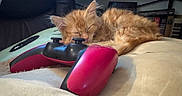 Calcifer is registered to the contest to win money with this photo: kitten, cat, sleeping, orange_cat, fluffy, game_controller, pink, black, cushion, soft, indoor, cozy, resting, pet, feline, cute, closeup, relaxation, technology, gaming