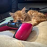 kitten, cat, sleeping, orange_cat, fluffy, game_controller, pink, black, cushion, soft, indoor, cozy, resting, pet, feline, cute, closeup, relaxation, technology, gaming
