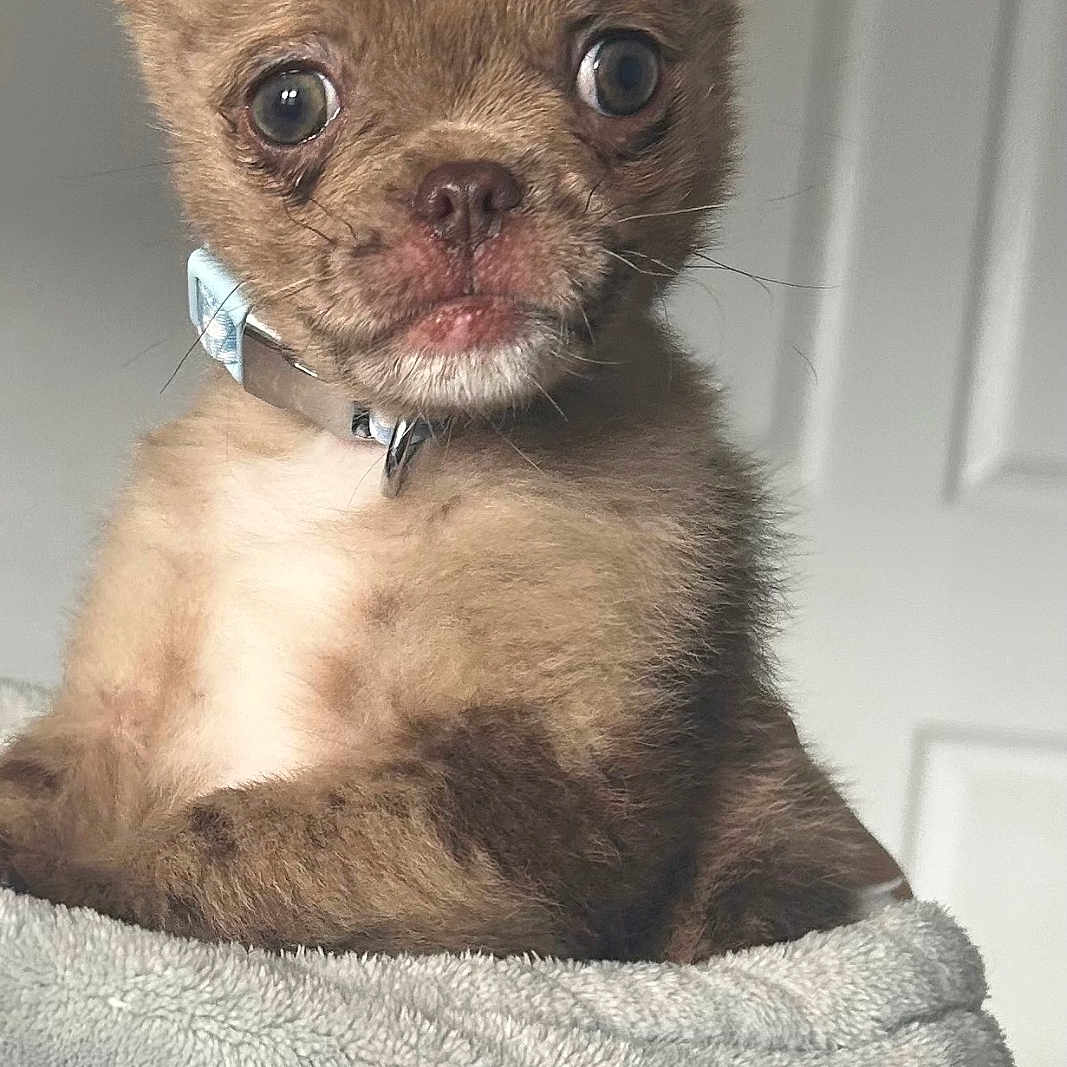 Teddy joined the competition — help win amazing prizes! animal, blanket, brown, closeup, collar, cute, dog, domestic, ears, expression, face, fur, fuzzy, indoor, pet, portrait, puppy, snout, whiskers, young
