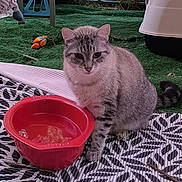 Bolg a rejoint le concours — aidez-le/la à gagner de superbes lots ! cat, gray_tabby, water_bowl, red_bowl, toy_bird, artificial_grass, mat, outdoor, pet, animal, feline, striped, sitting, fur, whiskers, ears, tail, outdoor_furniture, relaxing, daylight