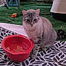 cat, gray_tabby, water_bowl, red_bowl, toy_bird, artificial_grass, mat, outdoor, pet, animal, feline, striped, sitting, fur, whiskers, ears, tail, outdoor_furniture, relaxing, daylight