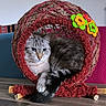 cat, cat_bed, woven_bed, flower_decoration, indoor, wooden_floor, relaxed, pet, animal, feline, tail, curled_up, cozy, colorful, decor, furniture, household, cute, resting, blue_eyes