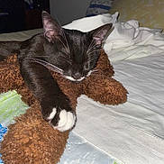 Titi a rejoint le concours — aidez-le/la à gagner de superbes lots ! cat, sleeping, black_and_white, whiskers, bed, stuffed_toy, paws, cozy, relaxed, indoor, blanket, resting, fur, pet, animal, cute, domestic, quiet, napping, comfort