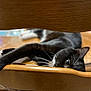 Titi a rejoint le concours — aidez-le/la à gagner de superbes lots ! cat, black_cat, white_whiskers, wooden_chair, relaxing, indoor, pet, animal, whiskers, paw, feline, curious, closeup, resting, home, cozy, looking, one_eye, fur, chair