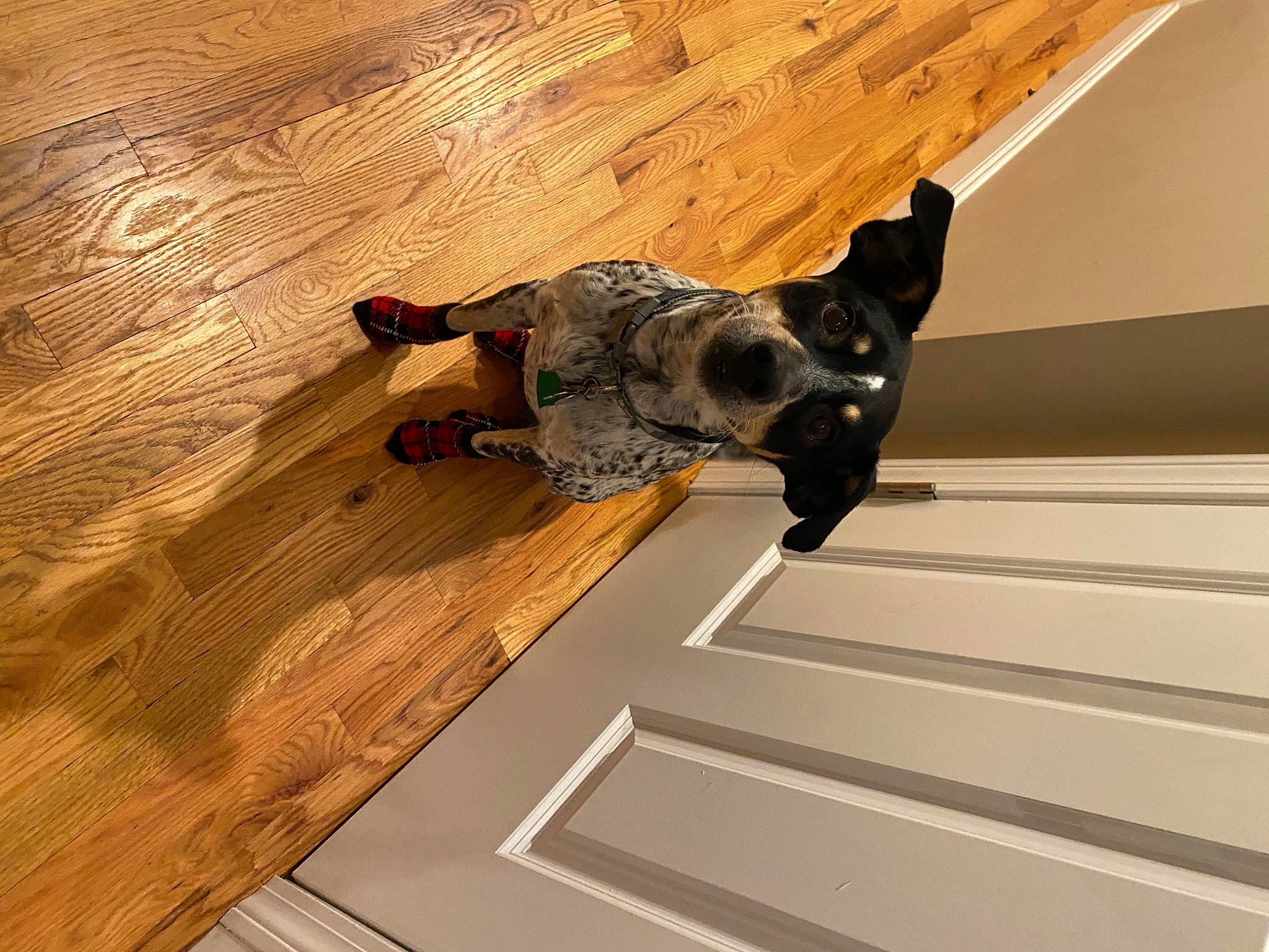 Rex is registered to the contest to win money with this photo: canidae, carnivore, cat, ceiling, dog_breed, floor, flooring, hardwood, laminate_flooring, sporting_group, stairs, tail, wood, wood_flooring, wood_stain