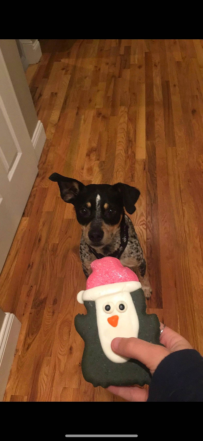 Rex is registered to the contest to win money with this photo: canidae, carnivore, companion_dog, danish_swedish_farmdog, dog, dog_breed, fawn, floor, flooring, mammal, rat_terrier, snout, tail