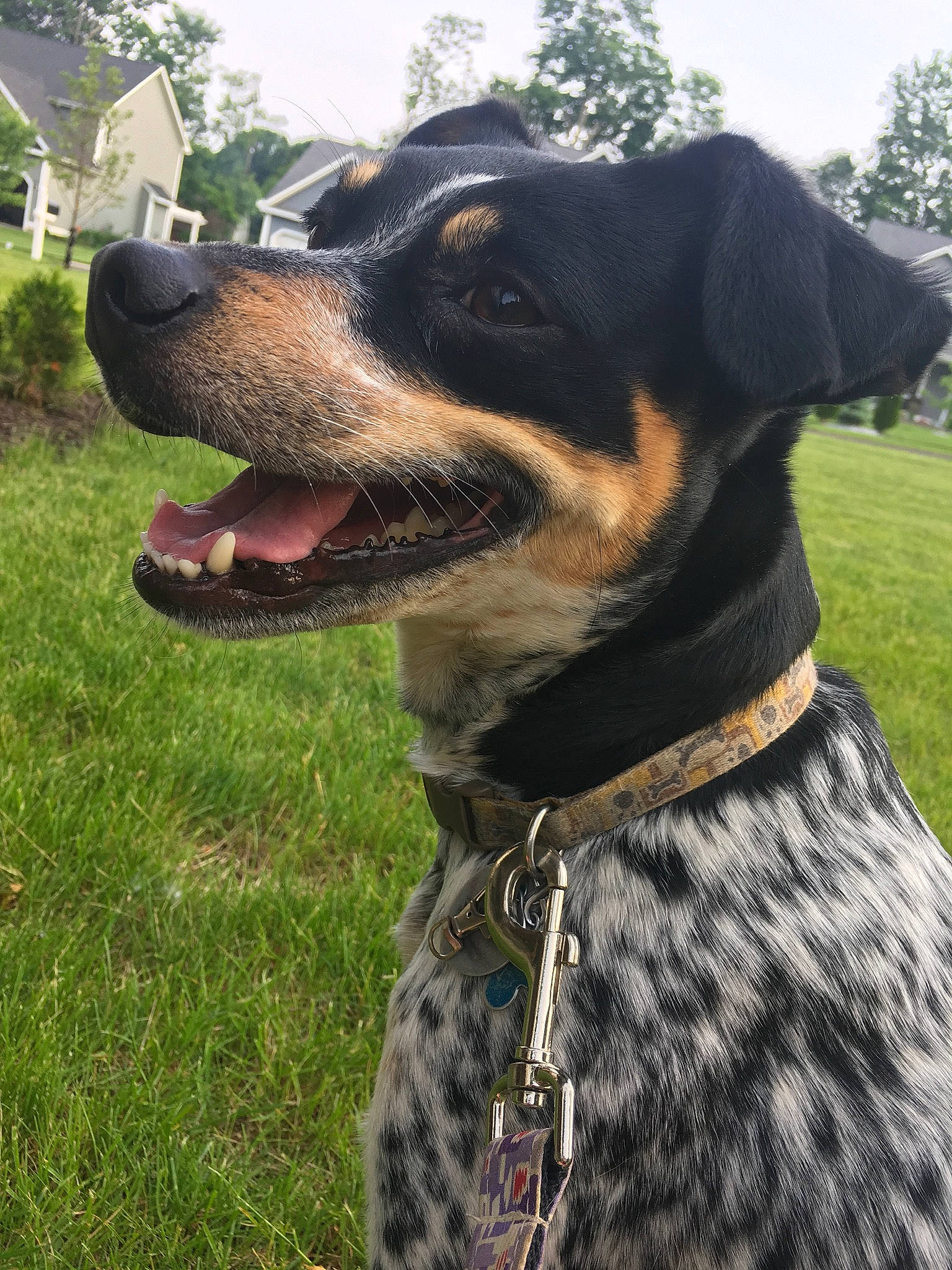 Rex is registered to the contest to win money with this photo: canidae, carnivore, collar, dog, dog_breed, dog_collar, huntaway, hunting_dog, louisiana_catahoula_leopard_dog, mammal, pointer, rare_breed_dog, rottweiler, snout, sporting_group, vertebrate, working_dog