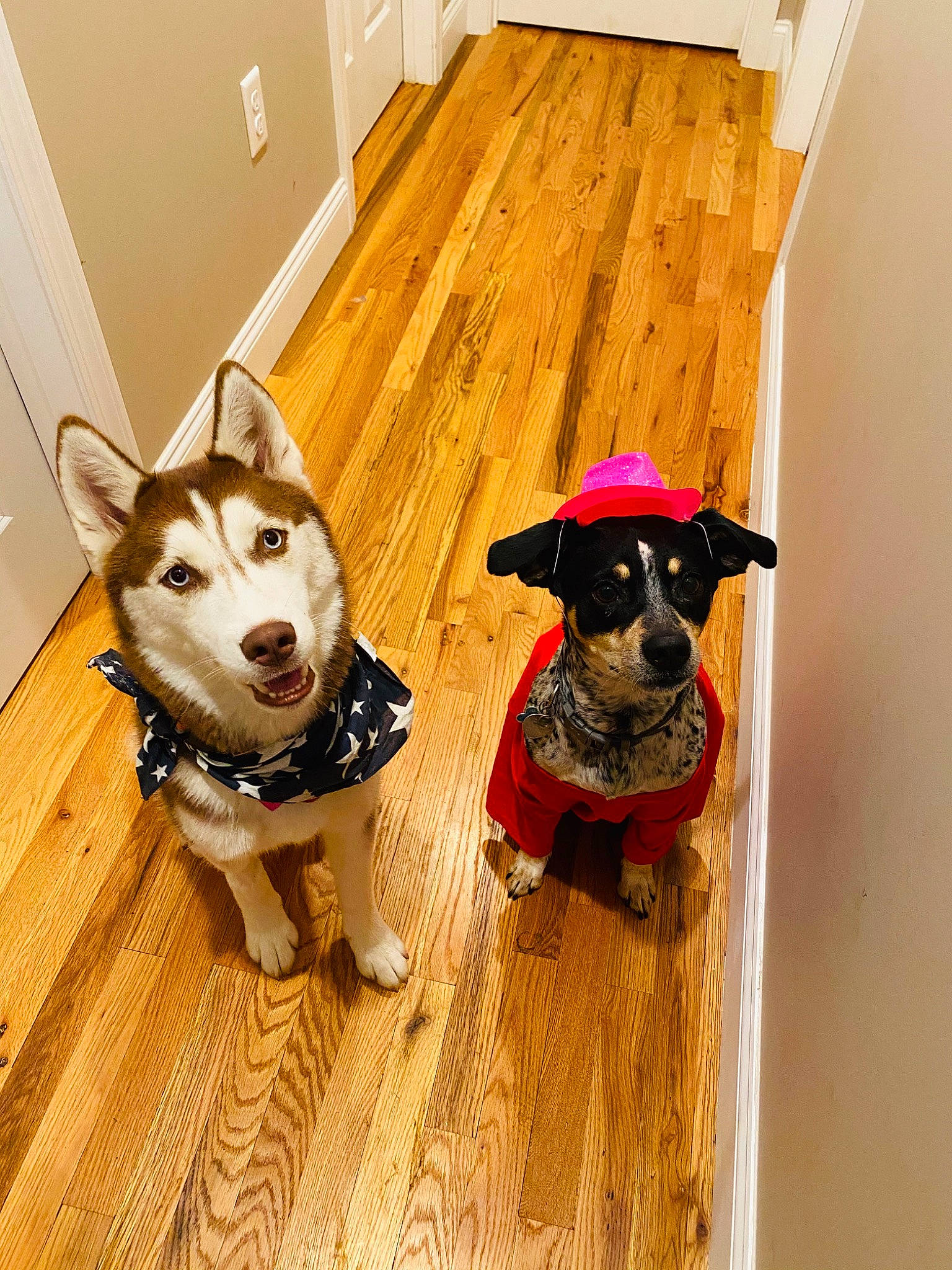Arley is registered to the contest to win money with this photo: alaskan_klee_kai, alaskan_malamute, canidae, carnivore, dog, dog_breed, dog_clothes, floor, flooring, hardwood, labrador_husky, mammal, rare_breed_dog, sakhalin_husky, shiba_inu, siberian_husky, sled_dog, vertebrate, wood, working_dog