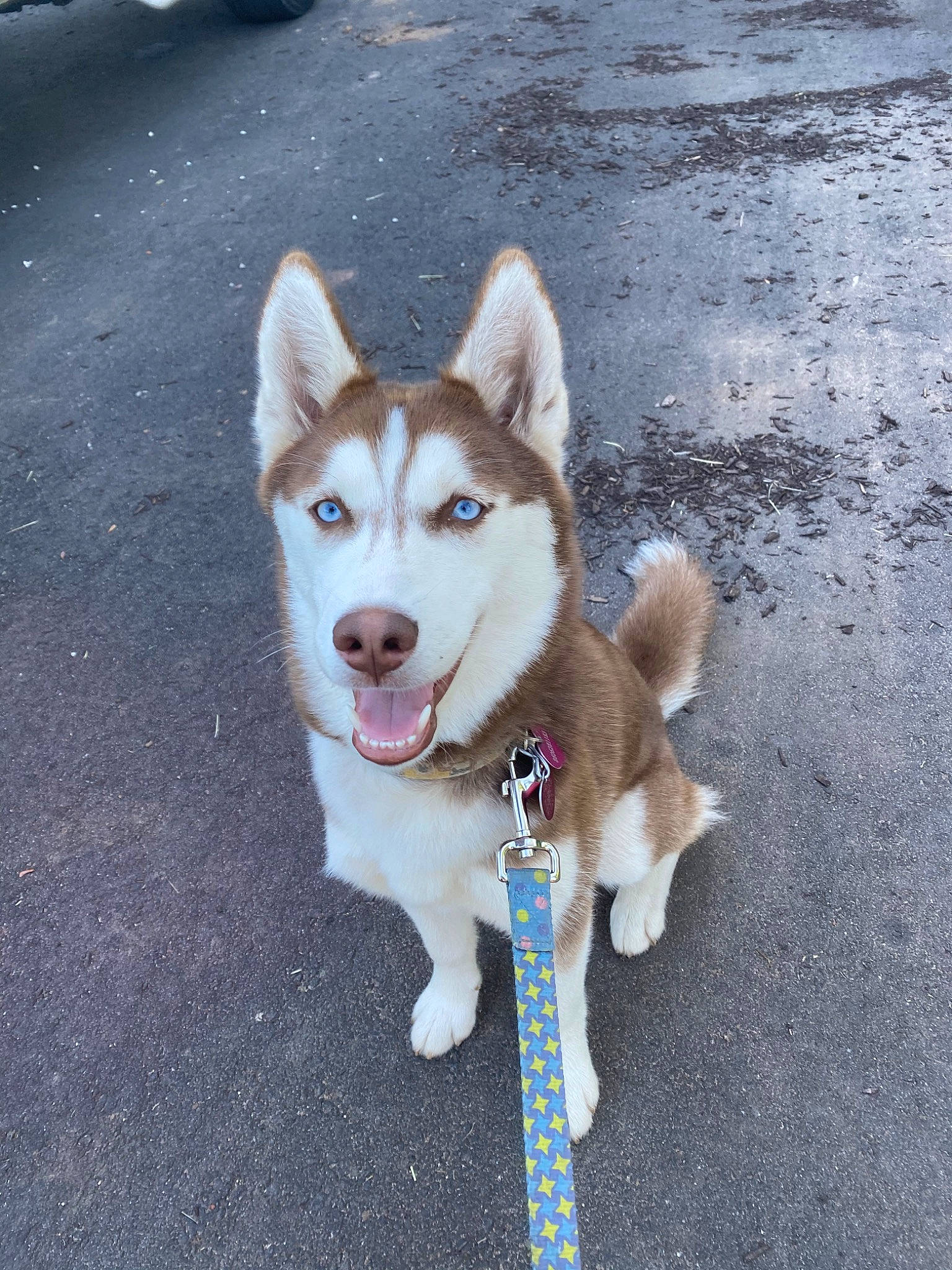 Arley joined the competition — help win amazing prizes! canadian_eskimo_dog, canidae, carnivore, dog, dog_breed, east_siberian_laika, greenland_dog, labrador_husky, mammal, native_american_indian_dog, northern_inuit_dog, saarloos_wolfdog, sakhalin_husky, seppala_siberian_sleddog, siberian_husky, sled_dog, tamaskan_dog, vertebrate, wolfdog, working_dog