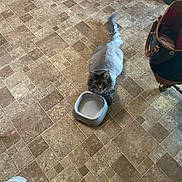 Mousey joined the competition — help win amazing prizes! animal, bag, cat, companion, curious, domestic, dry_food, empty_bowl, feline, floor, food_bowl, gray_cat, household, indoor, long_tail, looking_up, pet, shaved_cat, tiled_floor, water_bowl