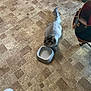 animal, bag, cat, companion, curious, domestic, dry_food, empty_bowl, feline, floor, food_bowl, gray_cat, household, indoor, long_tail, looking_up, pet, shaved_cat, tiled_floor, water_bowl