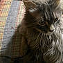 Mousey is registered to the contest to win money with this photo: animal, bed, cat, close_up, cute, domestic_cat, feline, fluffy, fur, gray_cat, indoor, long_hair, lying_down, mammal, patterned, pet, quilt, resting, soft, whiskers